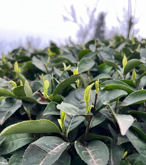 The Enchanting Elegance of Mengding Ganlu Green Tea