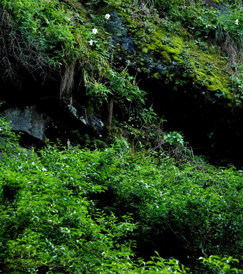 Unraveling the Aromatic Enigma of Rou Gui: A Journey into Wuyi Rock Tea